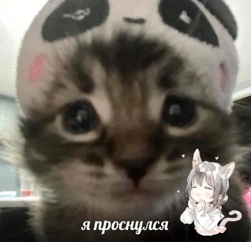 🥱 Стикер «&; мяу . . ↬ >> ??» для Telegram