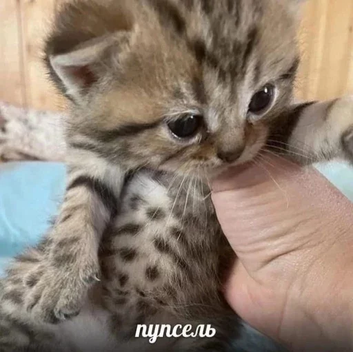 🥺 Стикер «&; мяу . . ↬ >> ??» для Telegram