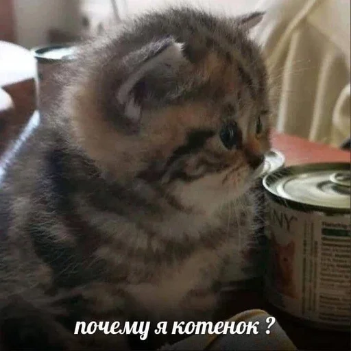 🤔 Стикер «&; мяу . . ↬ >> ??» для Telegram