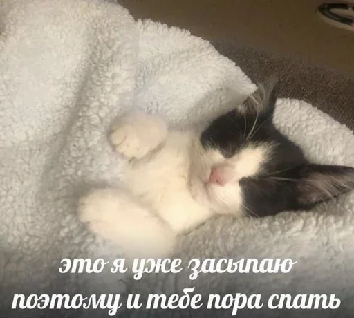 💗 Стикер «&; мяу . . ↬ >> ??» для Telegram