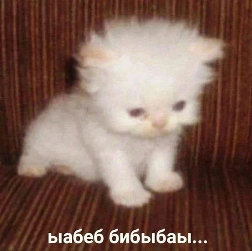 😳 Стикер «&; мяу . . ↬ >> ??» для Telegram