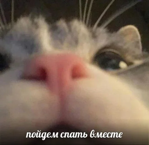 🥱 Стикер «&; мяу . . ↬ >> ??» для Telegram