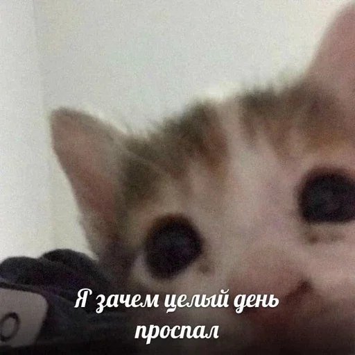 ☺️ Стикер «&; мяу . . ↬ >> ??» для Telegram