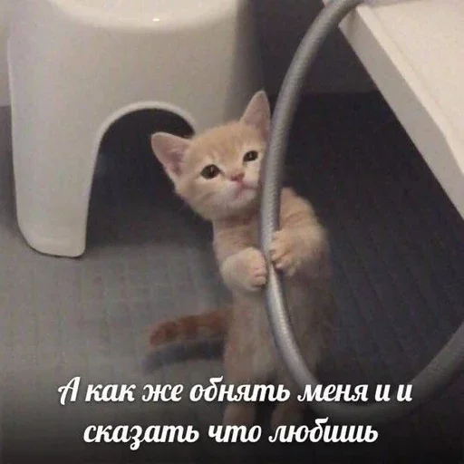 🥺 Стикер «&; мяу . . ↬ >> ??» для Telegram