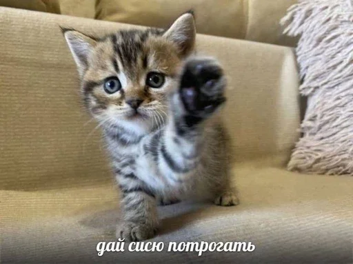 🍒 Стикер «&; мяу . . ↬ >> ??» для Telegram