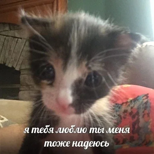 ❤️ Стикер «&; мяу . . ↬ >> ??» для Telegram