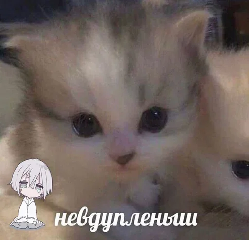 🥺 Стикер «&; мяу . . ↬ >> ??» для Telegram