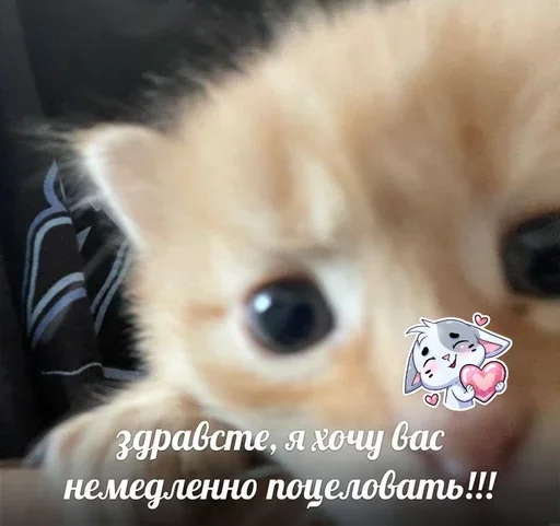 💗 Стикер «&; мяу . . ↬ >> ??» для Telegram