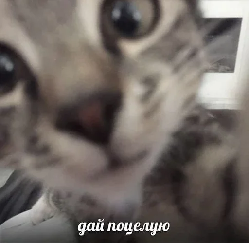 💋 Стикер «&; мяу . . ↬ >> ??» для Telegram
