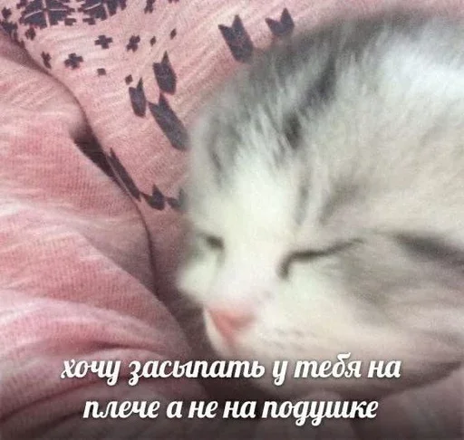 💗 Стикер «&; мяу . . ↬ >> ??» для Telegram