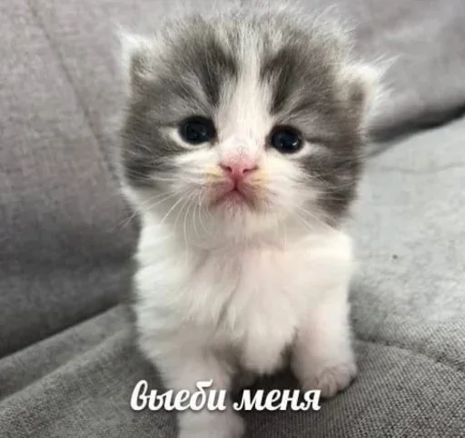 🥺 Стикер «&; мяу . . ↬ >> ??» для Telegram