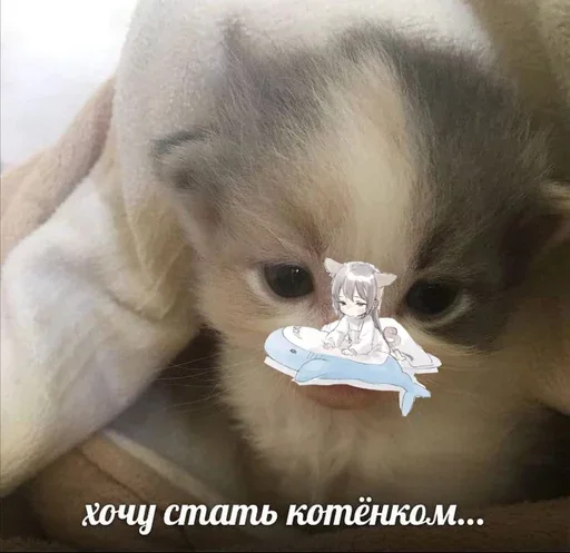 🥺 Стикер «&; мяу . . ↬ >> ??» для Telegram