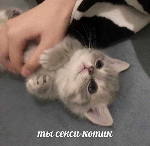 🔞 Стикер «&; мяу . . ↬ >> ??» для Telegram