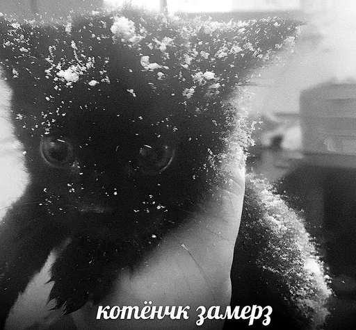 🥶 Стикер «&; мяу . . ↬ >> ??» для Telegram