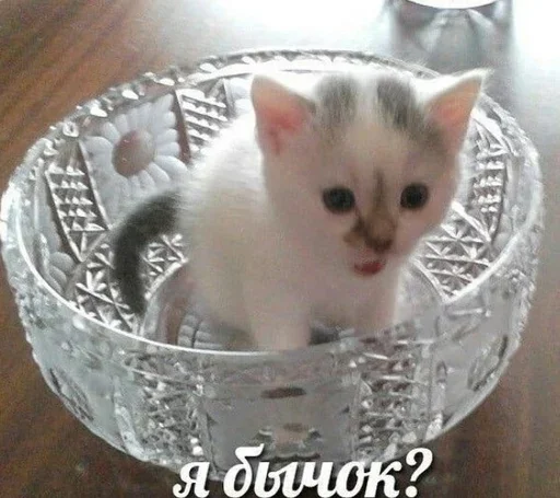 😳 Стикер «&; мяу . . ↬ >> ??» для Telegram