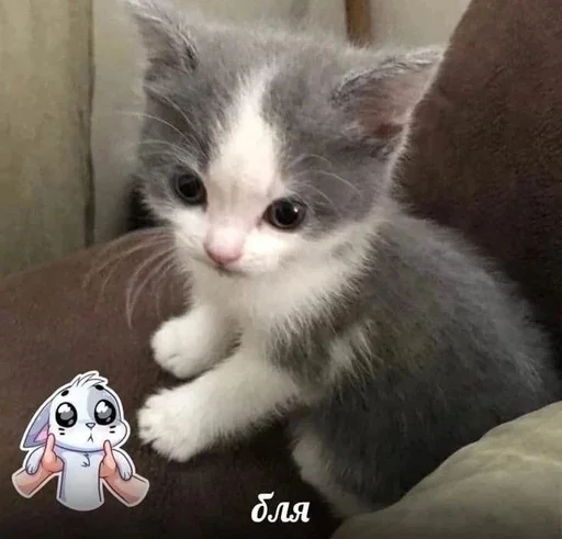 Стикерпак &; мяу . . ↬ >> ?? для Telegram