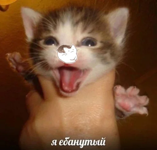 😏 Стикер «&; мяу . . ↬ >> ??» для Telegram
