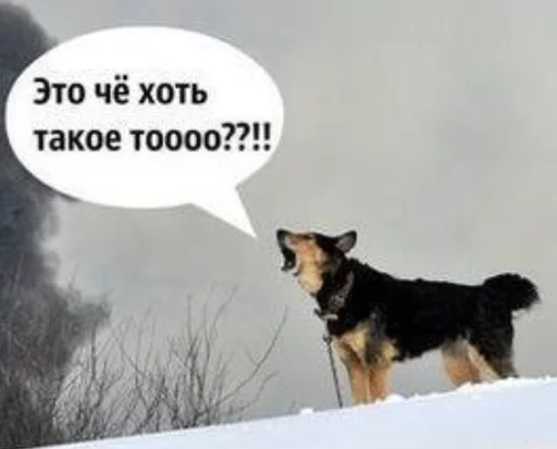🐕 Стикер «what_a_beautiful_day» для Telegram