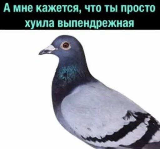 🕊 Стикер «what_a_beautiful_day» для Telegram