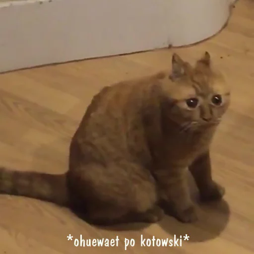 😿 Стикер «what_a_beautiful_day» для Telegram