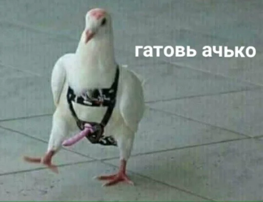 🐥 Стикер «what_a_beautiful_day» для Telegram