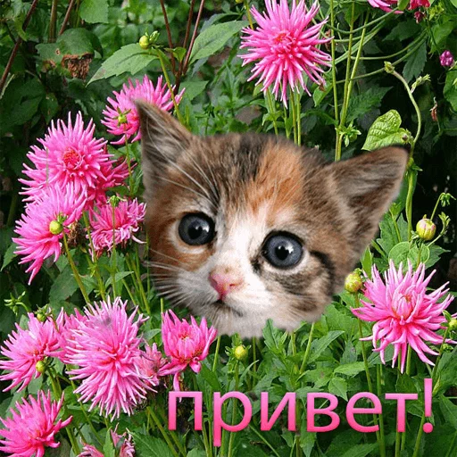 🐱 Стикер «WhatsApp JPG» для Telegram