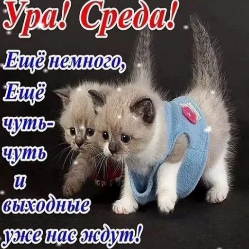 3️⃣ Стикер «Открытки))*» для Telegram