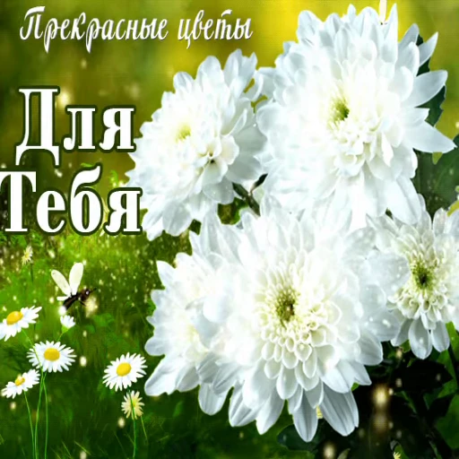 🌸 Стикер «Открытки))*» для Telegram