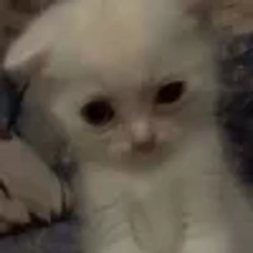 🥴 Эмодзи «wat» для Telegram