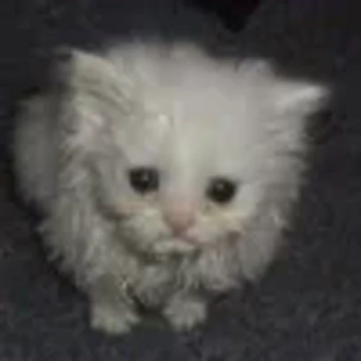 😔 Эмодзи «wat» для Telegram