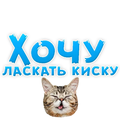 🐱 Стикер «WhereToCum2» для Telegram