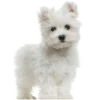 🐶 Эмодзи «» для Telegram