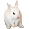 🐇 Эмодзи «» для Telegram