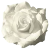 🌹 Эмодзи «» для Telegram