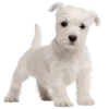 🐕 Эмодзи «» для Telegram