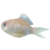 🐟 Эмодзи «» для Telegram