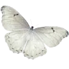 🦋 Эмодзи «» для Telegram