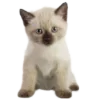 🐱 Эмодзи «» для Telegram