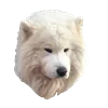 🫥 Эмодзи «White Dog Emoji» для Telegram