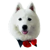 🤓 Эмодзи «White Dog Emoji» для Telegram