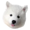 😛 Эмодзи «White Dog Emoji» для Telegram
