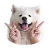 ✌ Эмодзи «White Dog Emoji» для Telegram