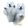 👩‍❤️‍👨 Эмодзи «White Dog Emoji» для Telegram