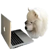 💻 Эмодзи «White Dog Emoji» для Telegram