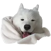 😴 Эмодзи «White Dog Emoji» для Telegram