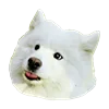 😛 Эмодзи «White Dog Emoji» для Telegram