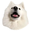 😶 Эмодзи «White Dog Emoji» для Telegram