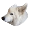 😑 Эмодзи «White Dog Emoji» для Telegram