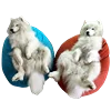 👫 Эмодзи «White Dog Emoji» для Telegram