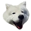🥱 Эмодзи «White Dog Emoji» для Telegram
